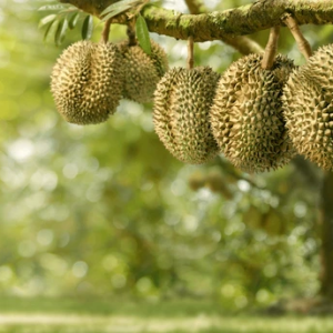 Durian Farming