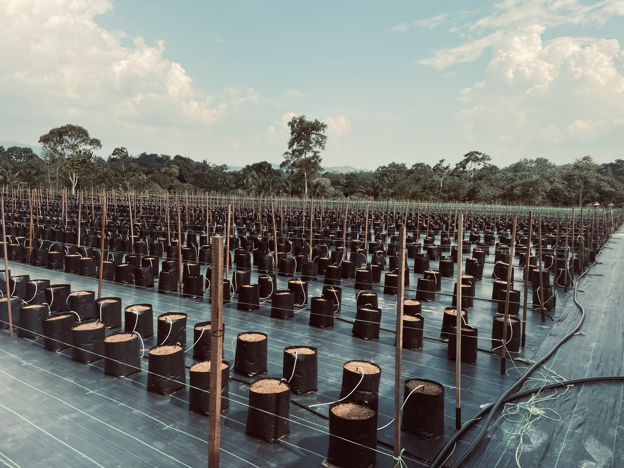 Cashcrop Farming