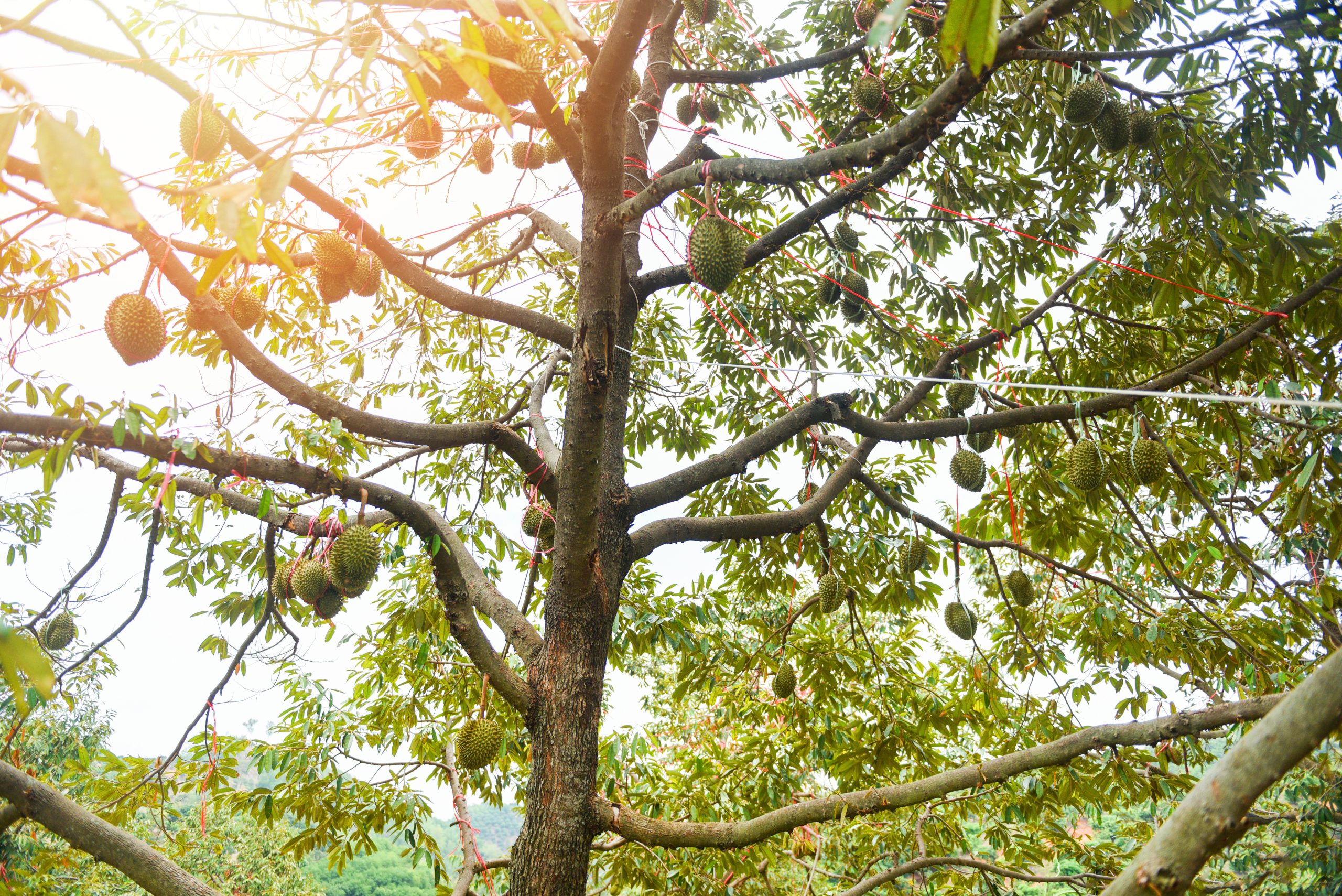 Durian Farming