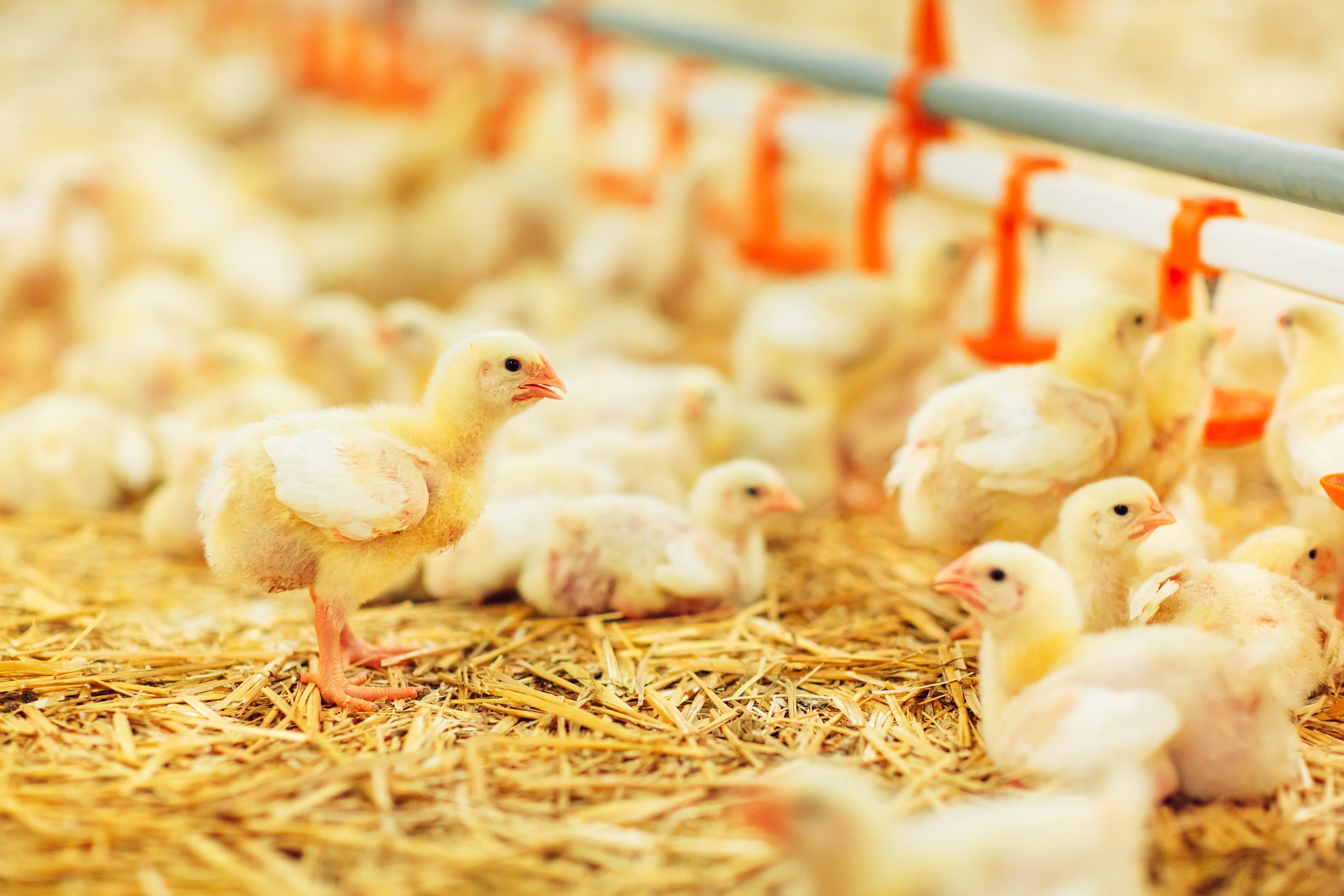 Livestock