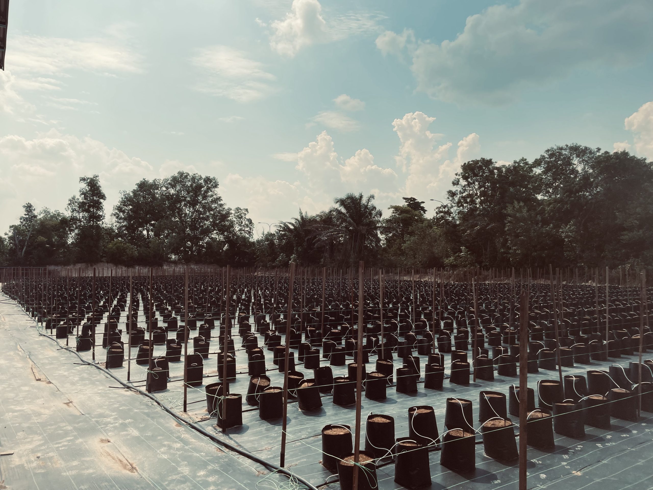 Turn Key Drip Fertigation System