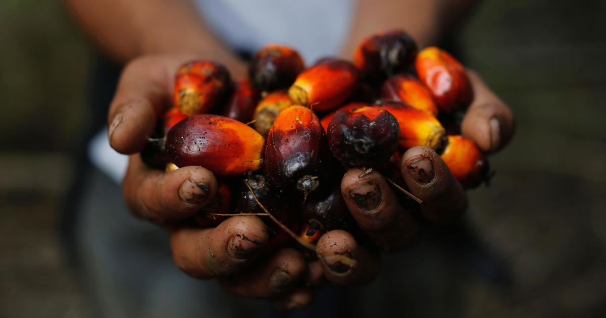 Palm Oil Mill